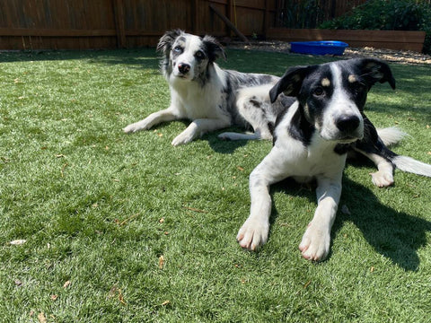 Two dogs, Finn and Greta, lying in the grass.